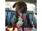 Adopt Rockie a Mixed Breed