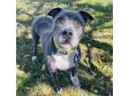 Adopt Python a Mixed Breed, Pit Bull Terrier