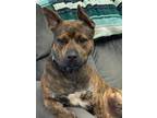 Adopt Vinny a American Staffordshire Terrier, Staffordshire Bull Terrier