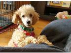 Adopt Lebeau a Miniature Poodle