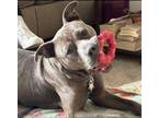 Adopt Gnome a Pit Bull Terrier, Mixed Breed