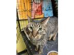 Adopt Bubbly a Domestic Short Hair