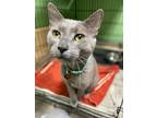 Adopt Shadow a Russian Blue