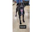 Adopt Rascal a Labrador Retriever, Cattle Dog