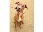 Adopt Ronaldo a Labrador Retriever, Redbone Coonhound