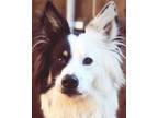 Adopt Louie a Border Collie