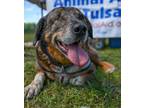 Adopt Rocky a Catahoula Leopard Dog, Shepherd