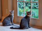 Adopt Andy and Amy a Domestic Short Hair