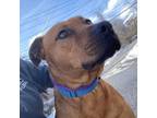 Adopt Barnum a Black Mouth Cur, American Staffordshire Terrier