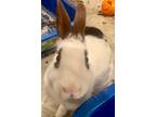 Adopt Luxe a Bunny Rabbit