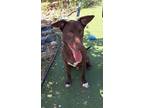 Adopt Watson a Labrador Retriever, Australian Kelpie