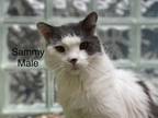 Adopt -Sammy in Maine a Domestic Long Hair