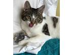 Adopt Rudi a Domestic Short Hair