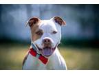 Adopt Brouha a Pit Bull Terrier