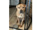 Adopt Tonka a Pit Bull Terrier, Mixed Breed