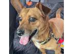 Adopt Paddington Bear a Dachshund, Corgi