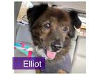 Adopt Elliott a Chow Chow, Cocker Spaniel