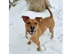 Adopt Marco a Carolina Dog, American Staffordshire Terrier