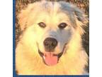 Adopt Goose a Great Pyrenees