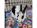 Adopt Milo a Mini Rex