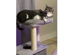 Adopt Pugsley & Mouse a Domestic Short Hair