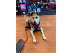 Adopt Simba a Carolina Dog