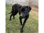 Adopt Phantom a Black Labrador Retriever, Mixed Breed