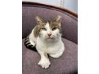 Adopt Walter a Domestic Short Hair