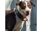 Adopt Prancer a Pointer, Mountain Cur