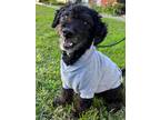 Adopt Oliver a Poodle