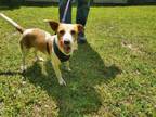 Adopt April a Jack Russell Terrier