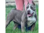 Lilac Female XL American bully