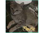 MOUSE Domestic Shorthair Kitten Female