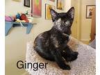 Ginger (rachel) Domestic Shorthair Kitten Female