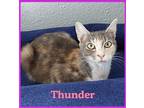 THUNDER Calico Young Female