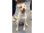 Jethro American Pit Bull Terrier Young Male