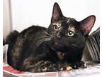 Judie Domestic Shorthair Adult Female