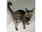 Sally ~ $0 to Adopt! Domestic Shorthair Adult Female