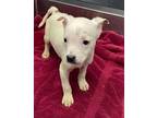 Eve Mixed Breed (Medium) Puppy Female