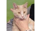 5807 Binx Domestic Shorthair Adult Male