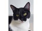 Gatsby Domestic Shorthair Adult Male