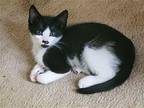 Toby C2023 KW in RI Domestic Mediumhair Kitten Male