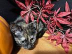 Peggy Sue Domestic Shorthair Kitten Female