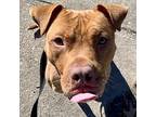 Sir Pupperton American Staffordshire Terrier Adult Male