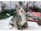 Steppin' Stone Domestic Shorthair Kitten Male