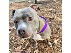Sky American Staffordshire Terrier Adult Female