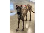 Luther Great Dane Young Male