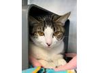 Happy Domestic Shorthair Adult Female