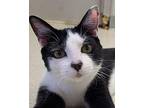 Cerys Domestic Shorthair Young Male