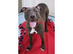Issis American Pit Bull Terrier Adult Female